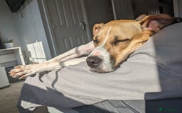 Mixed Breed dogs for sale: Beautiful and loving Cretan Hound cross  - Image 8