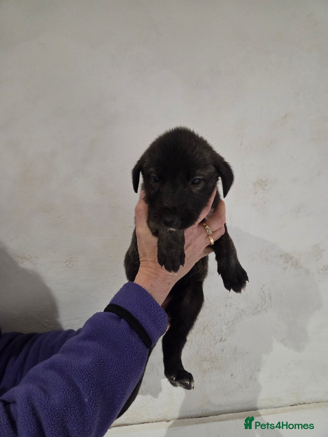 Irish Wolfhound dogs for sale: Irish wolfhound puppies for sale - Advert 5