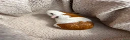 Guinea Pig rodents for sale: 4 Male Baby Guinea Pigs Available - Advert 14