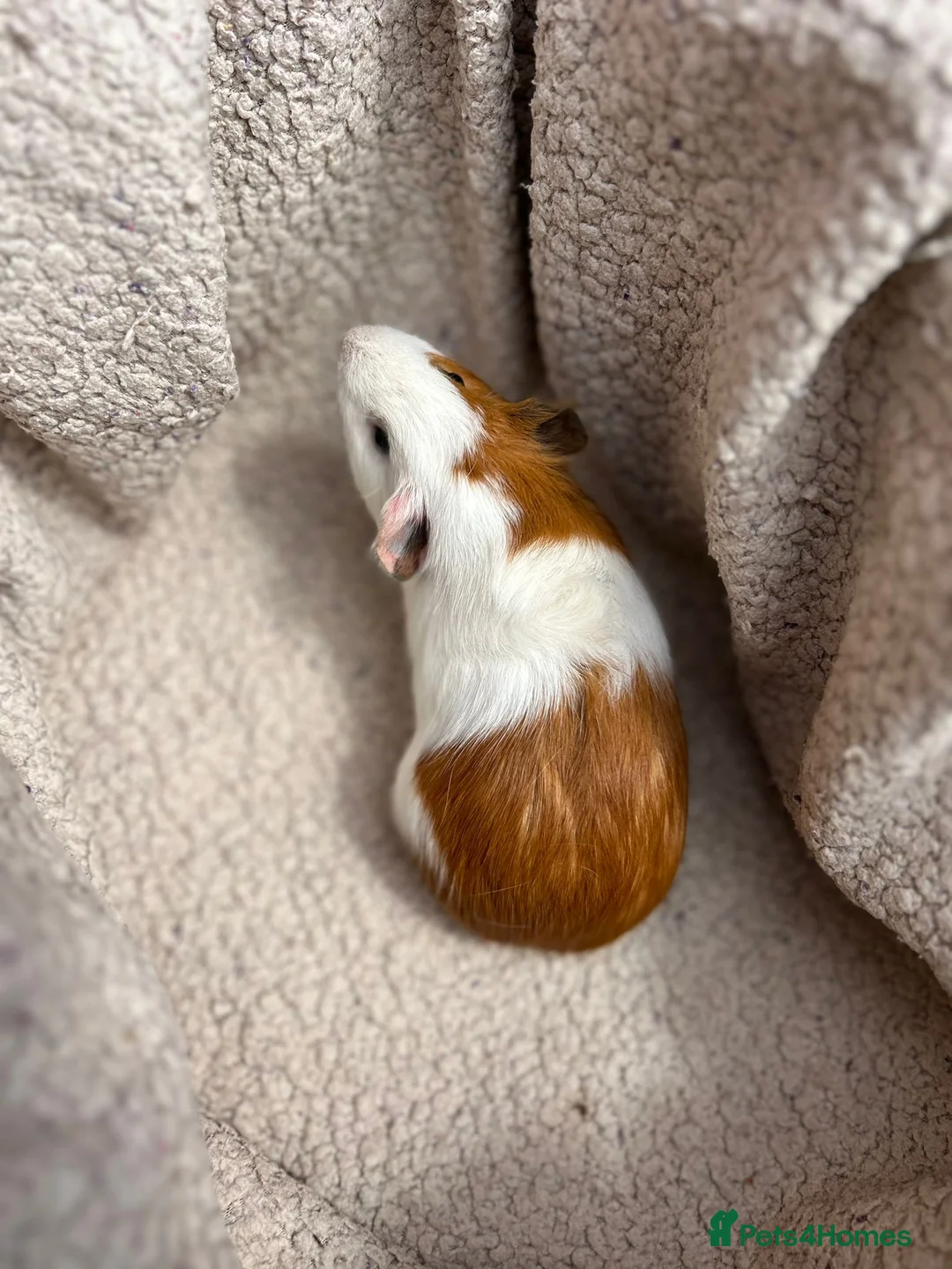 Guinea Pig rodents for sale: 4 Male Baby Guinea Pigs Available - Advert 14