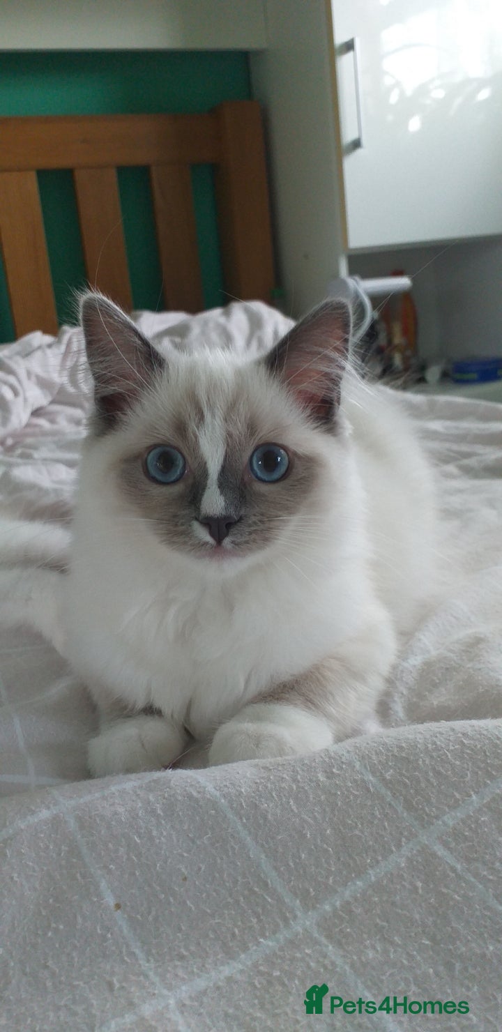 Ragdoll cats Beautiful Pure Breed Ragdoll Girls  - Advert 2