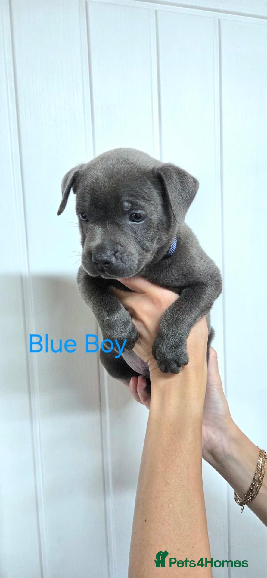 Staffordshire Bull Terrier dogs KC Blue Staffordshire Bull terrier puppies - Advert 17