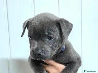 Staffordshire Bull Terrier dogs KC Blue Staffordshire Bull terrier puppies - Advert 17