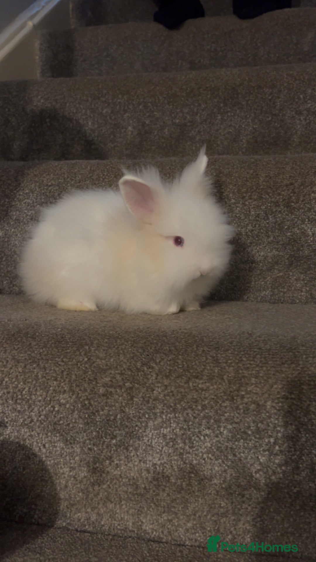 Lionhead rabbits Double maned lionheads - Advert 1