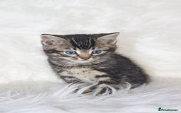 Mixed Breed cats for sale: 5 Happy Playful Kittens  - Advert 18