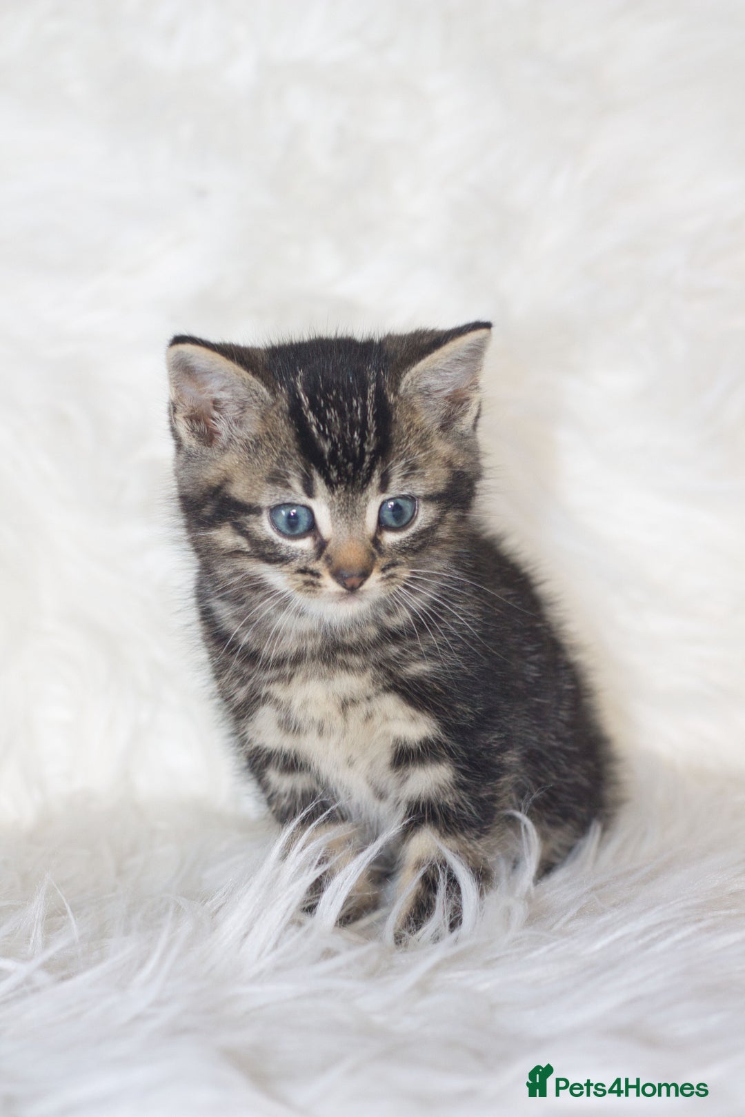 Mixed Breed cats for sale: 5 Happy Playful Kittens  - Advert 18