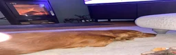 Cocker Spaniel dogs for sale: Beautiful working Cocker Spaniel puppies  in Royston - Advert 5