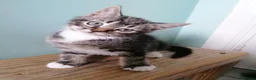 Mixed Breed cats for sale: Cute & Cuddly Kittens ready now - Advert 3