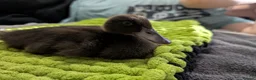 Mixed Breed poultry for sale: 🦆💛 **ONLY 3 DUCKLINGS LEFT!** 💛🦆 - Advert 9