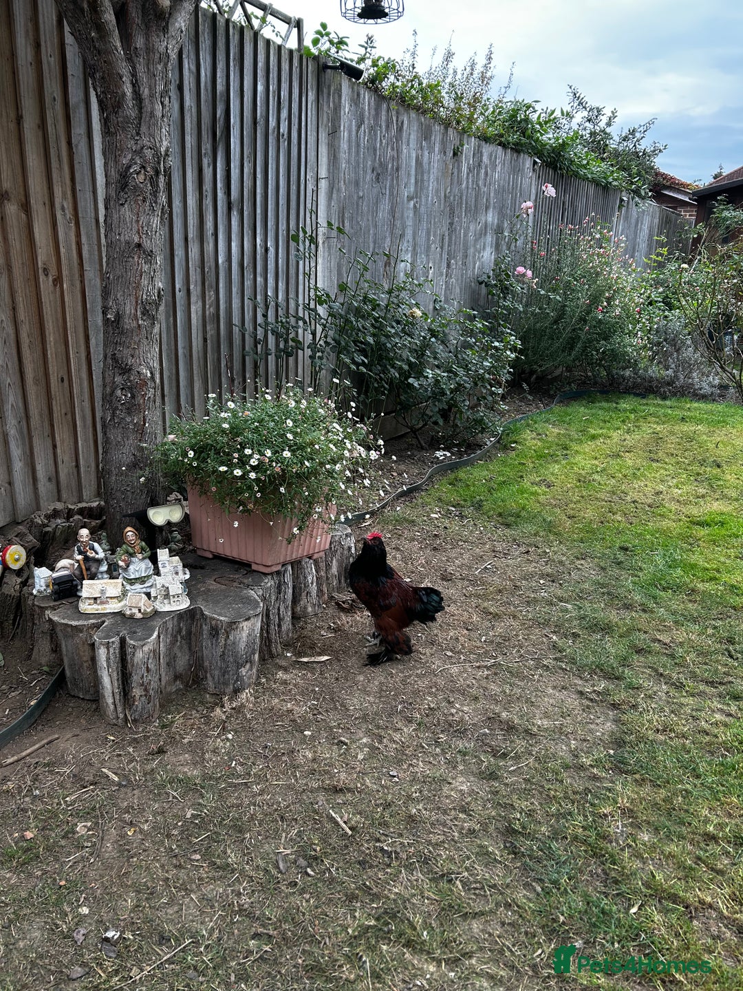 Chickens poultry for sale: Healthy young rooster - Image 2