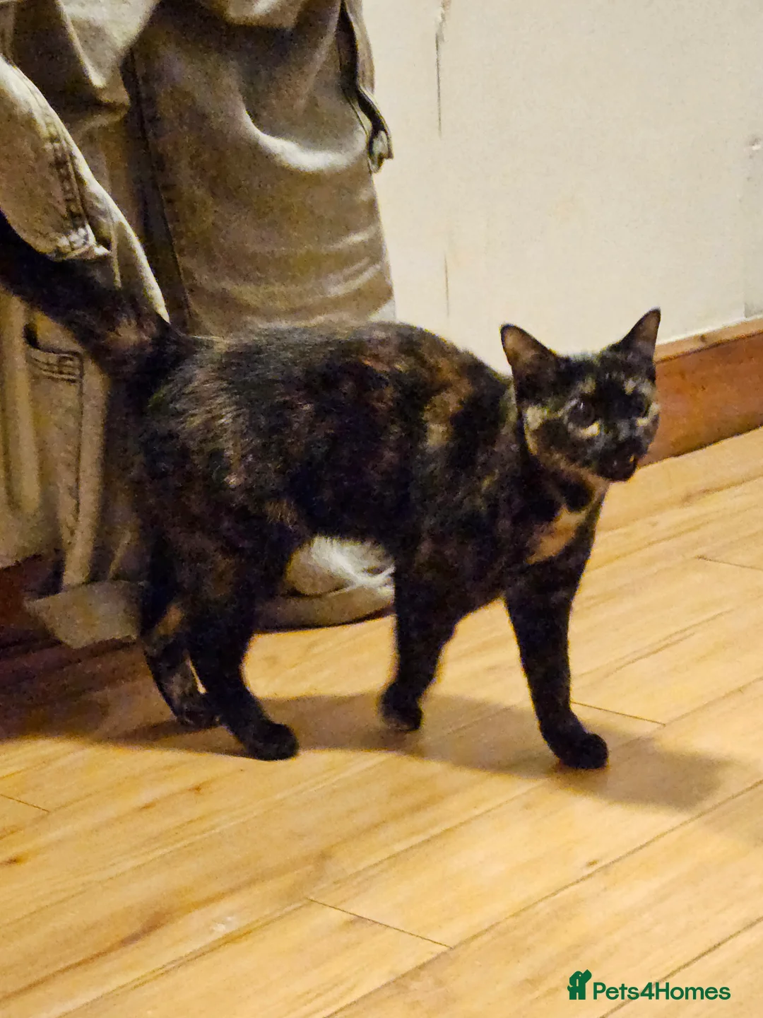 Domestic Shorthair cats for sale: Tortoishell Female Kitten - Advert 3