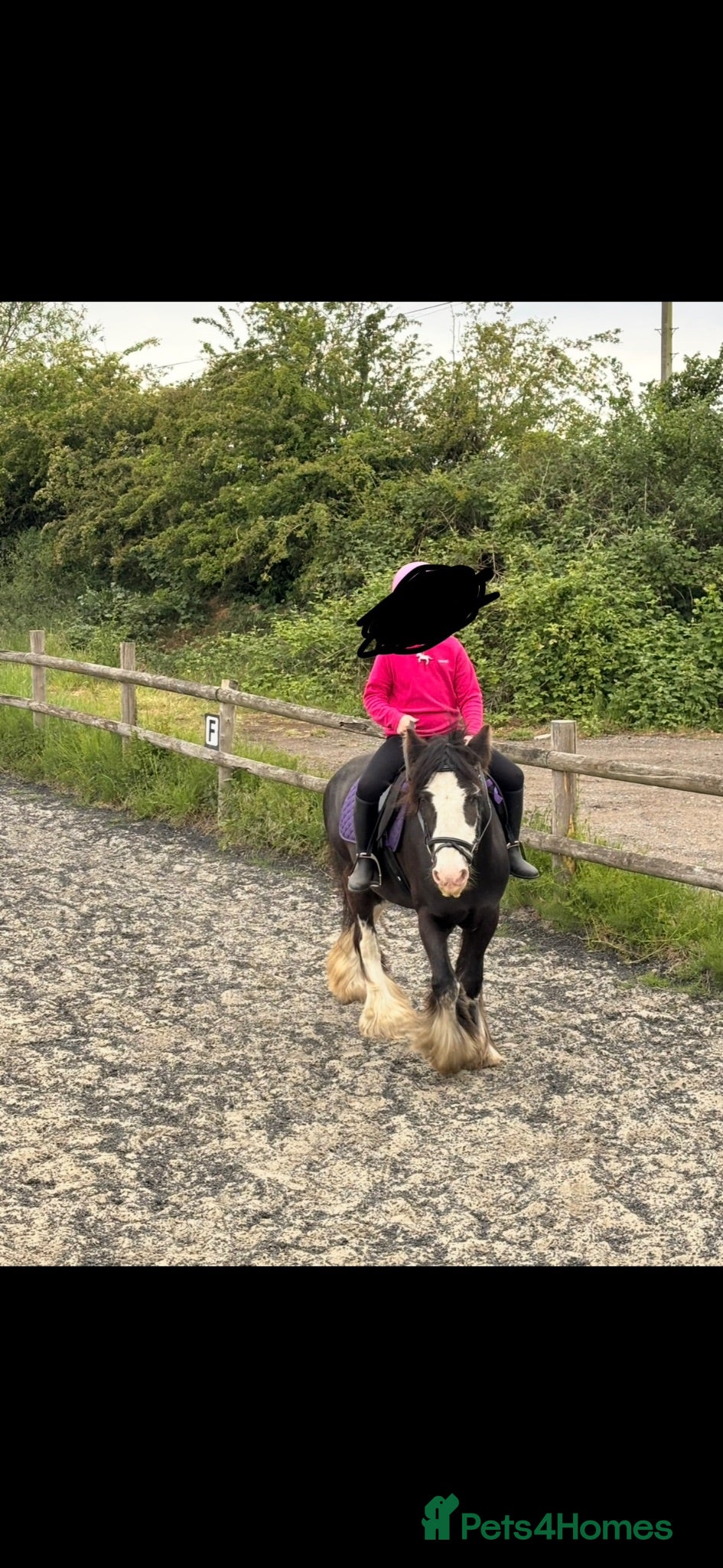 Irish Cob horses Black Cob Mare 10 Years Old with plenty of feather - Advert 1