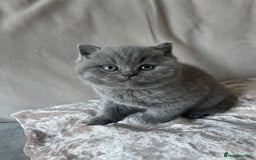 British Shorthair cats for sale:  British Blue kittens - Image 13