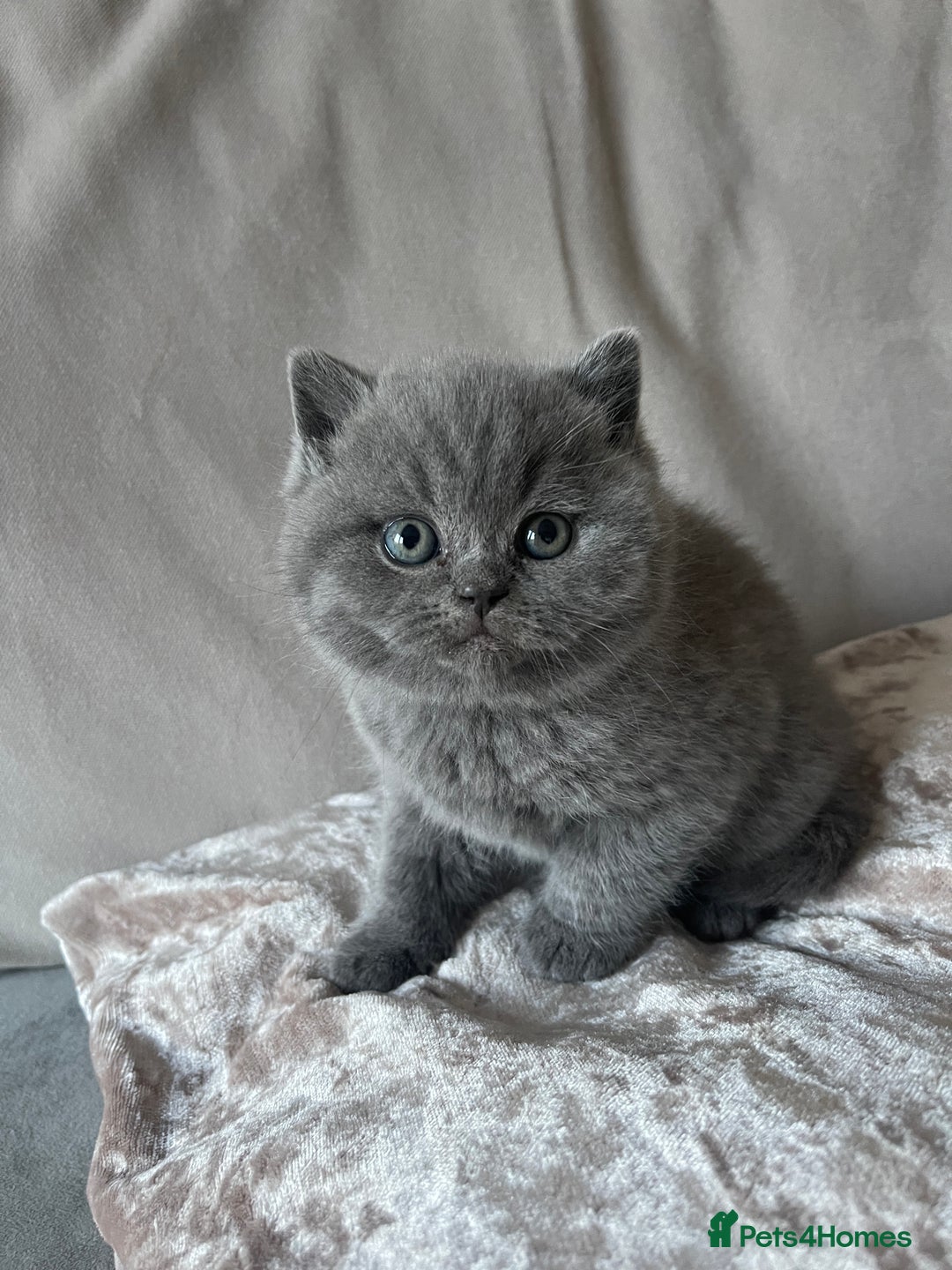 British Shorthair cats for sale:  British Blue kittens - Image 13