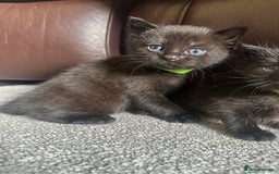 Mixed Breed cats for sale: Beautiful kittens looking for their forever home  - Image 6
