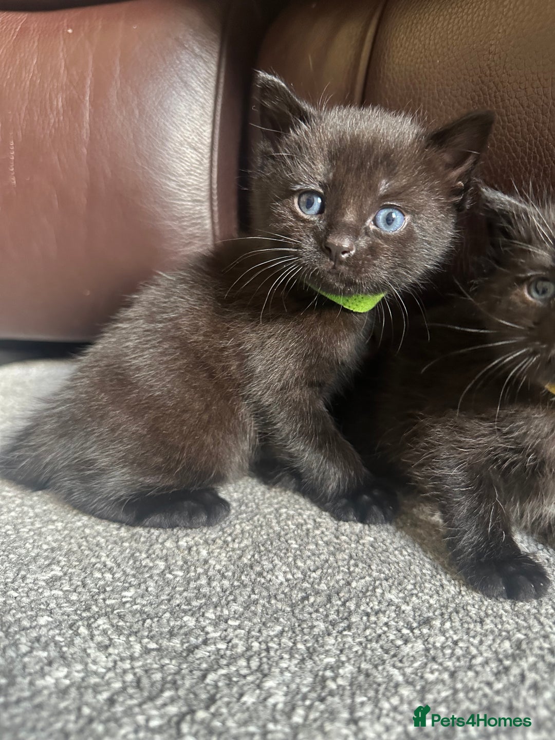 Mixed Breed cats for sale: Beautiful kittens looking for their forever home  - Image 6