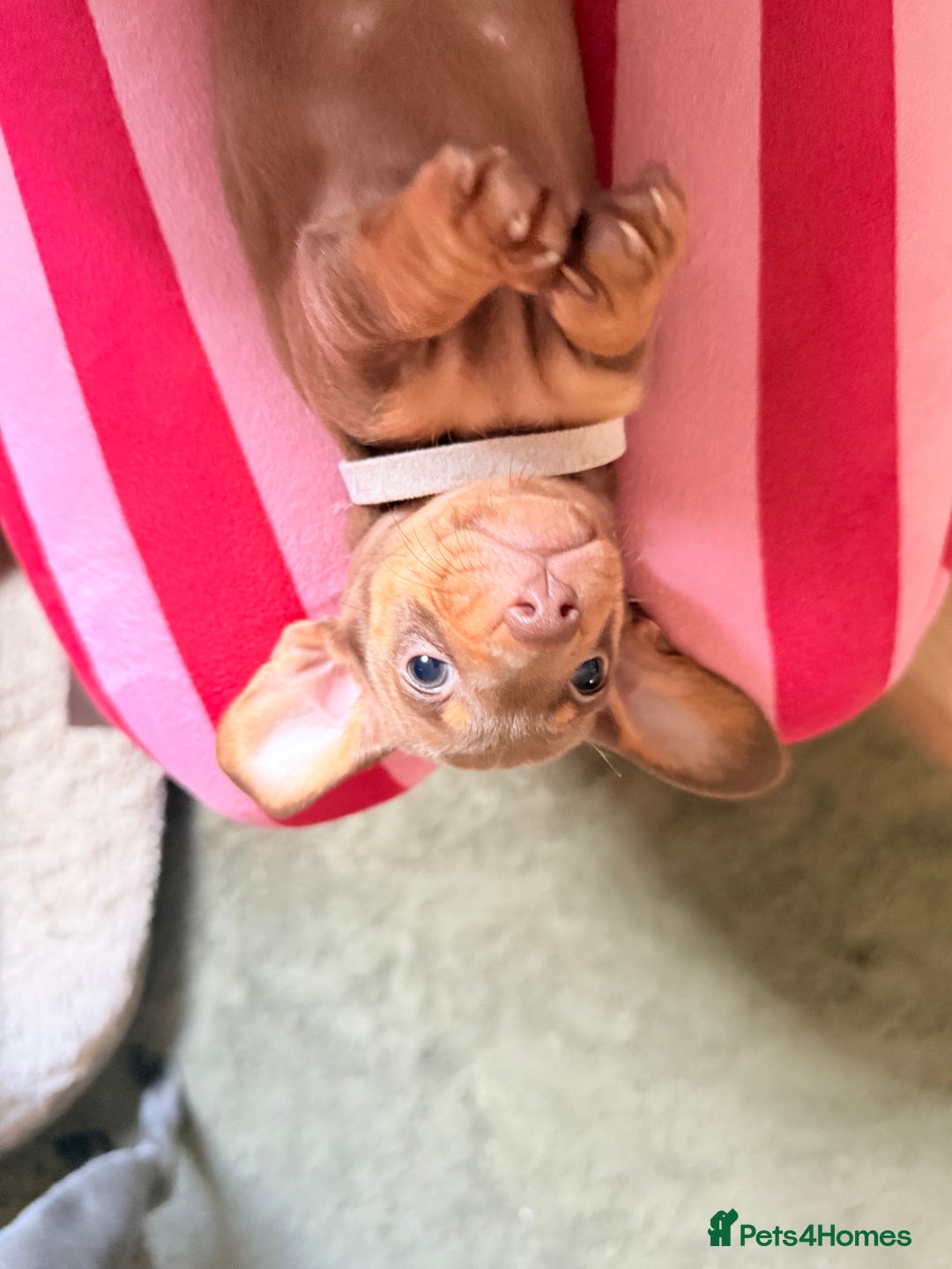 Miniature Dachshund dogs for sale: Gorgeous Chocolate & tan Miniature Dachshunds - Advert 25