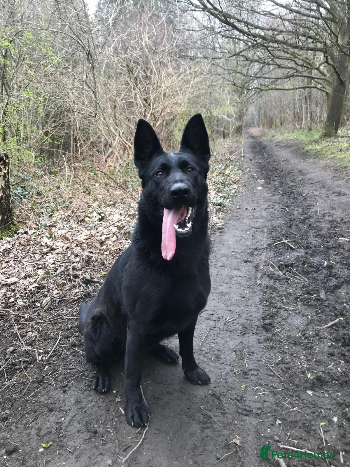 German Shepherd dogs Working German shepherd puppies  in Huddersfield - Advert 1