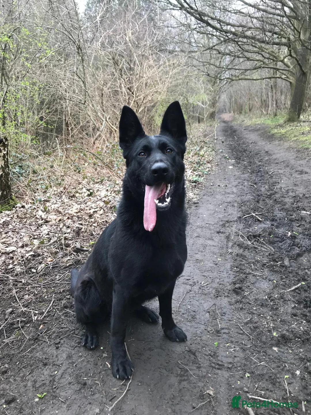 German Shepherd dogs for sale: Working German shepherd puppies  in Huddersfield - Advert 1