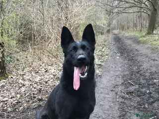 German Shepherd dogs Working German shepherd puppies in Huddersfield - Advert 1