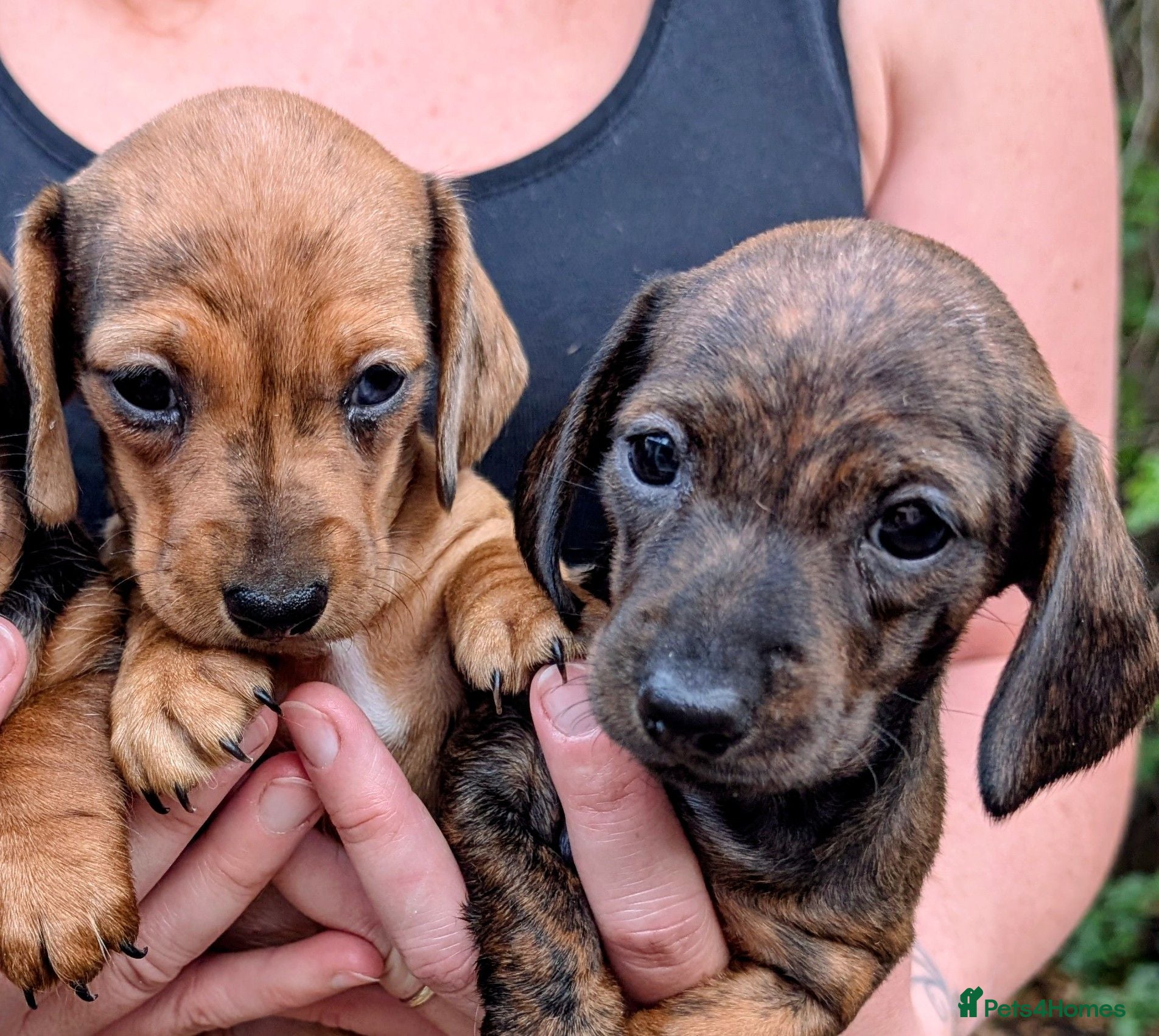 Miniature Dachshund dogs Miniature Dachshund  - Advert 1