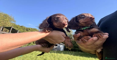 Miniature Dachshund dogs - Advert 6