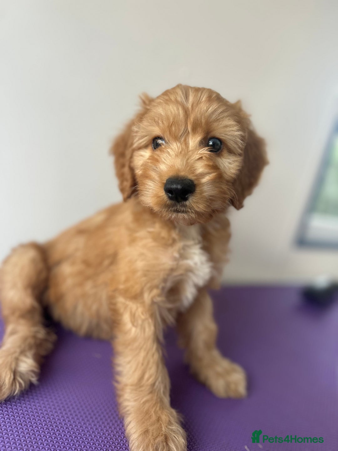 Cockapoo dogs for sale: Cockapoos ready now - Image 4