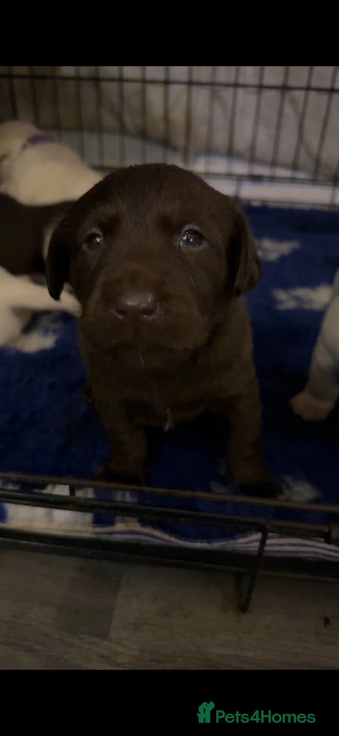 Labrador Retriever dogs for sale: Chocolate Labrador bitch - Advert 7