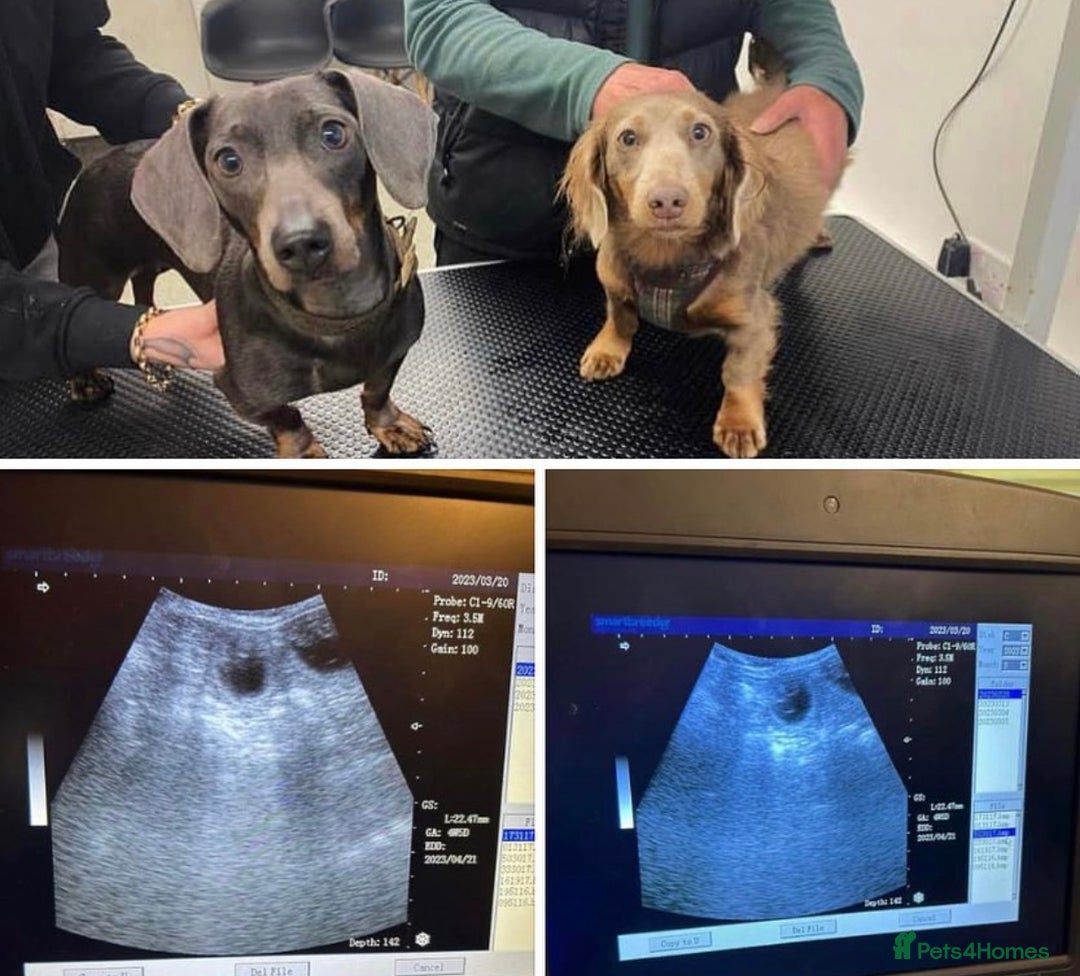 Miniature Dachshund dogs for stud: KC registered fully health tested stud  in Birmingham - Advert 8