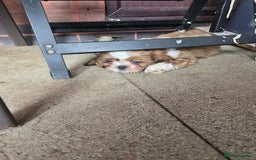 Shih Tzu dogs for sale: SHIH TZU PUPPY BOY LIVER GENE KC REG  - Image 5