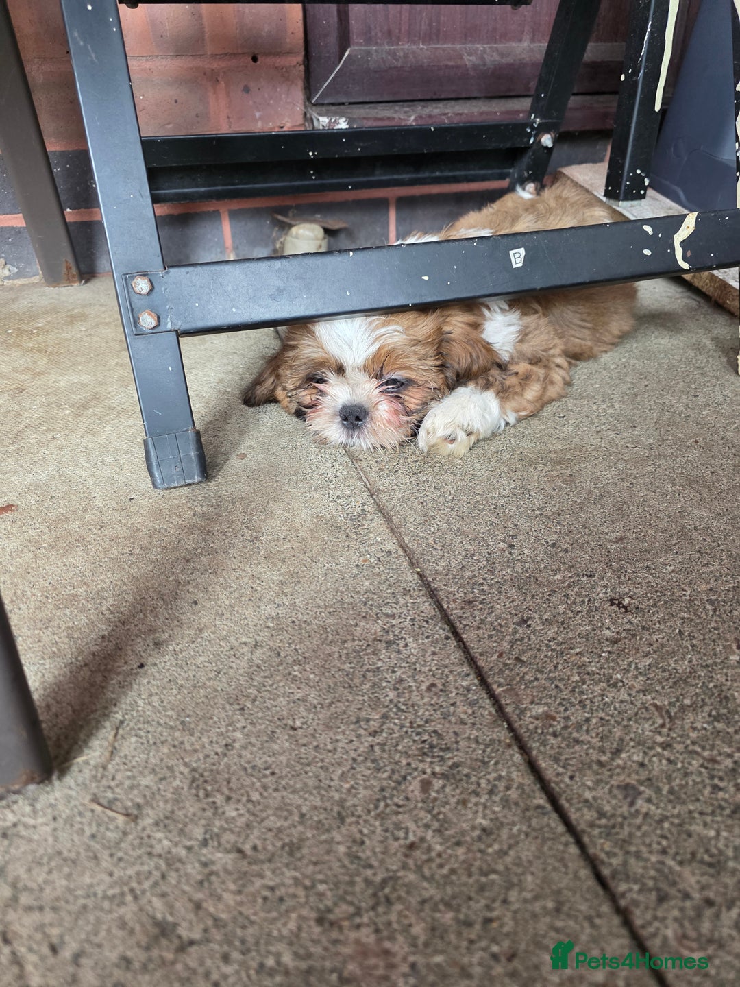 Shih Tzu dogs for sale: SHIH TZU PUPPY BOY LIVER GENE KC REG  - Image 5