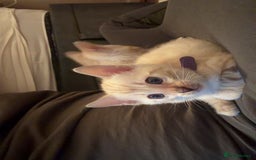 Bengal cats for sale: PURE BRED SNOW LYNX kittens 🐱 - Advert 16