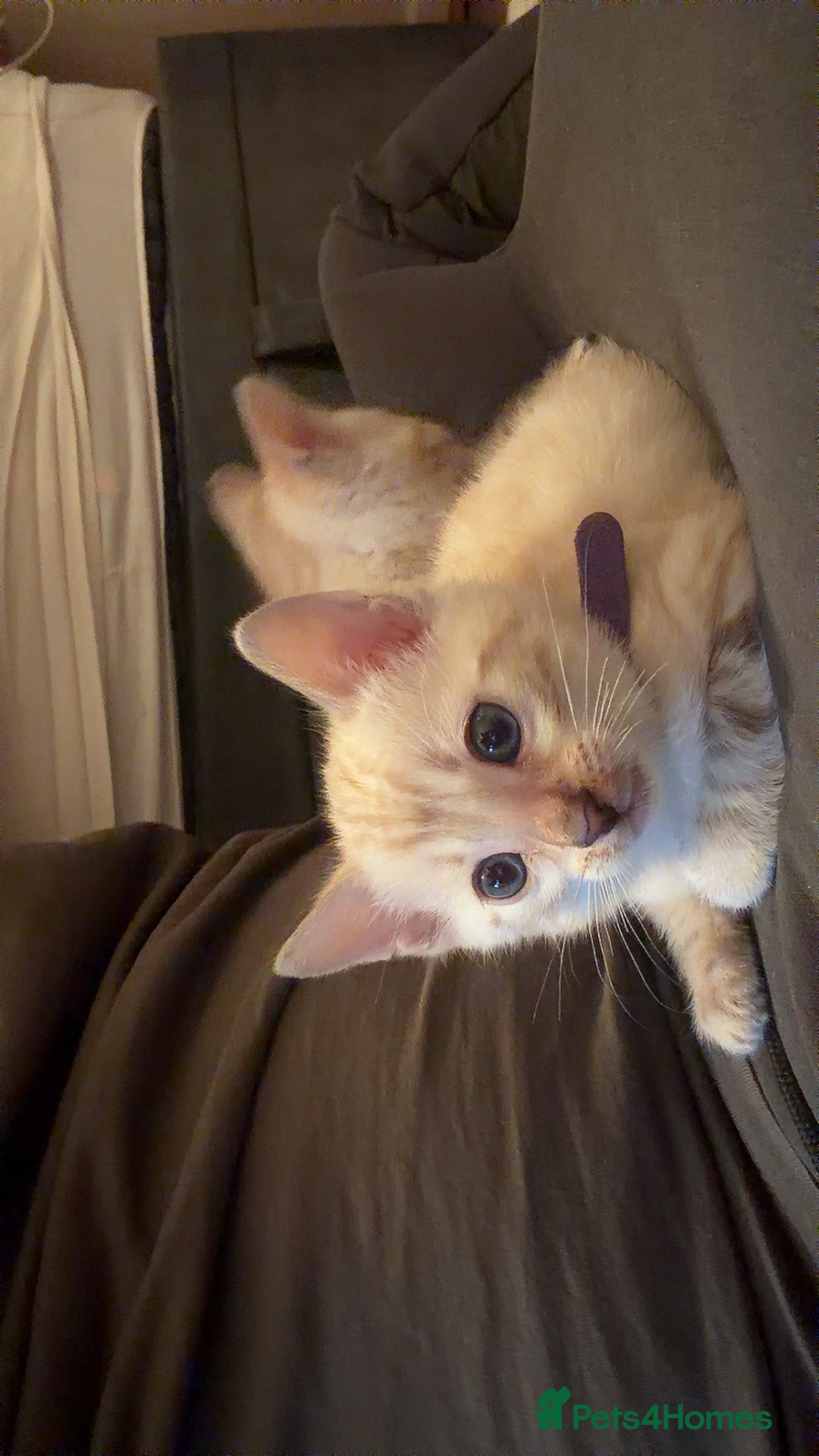 Bengal cats for sale: PURE BRED SNOW LYNX kittens 🐱 - Advert 16