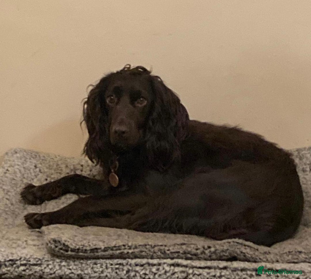 Cocker Spaniel dogs for sale: 4 months old working cocker spaniel - Image 15