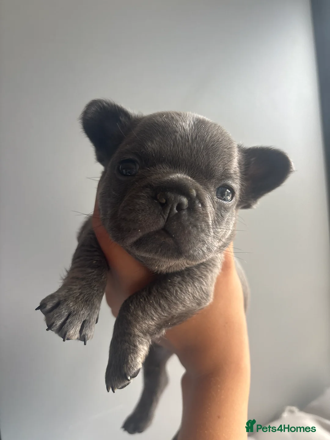 French Bulldog dogs for sale: French bulldog puppies - Advert 2