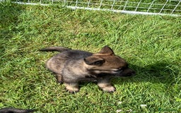 German Shepherd dogs for sale: German Shepherd Pups  - Image 12