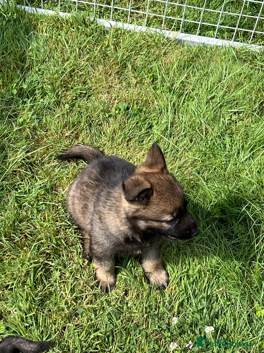 German Shepherd dogs for sale: German Shepherd Pups  - Image 12