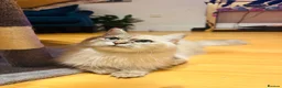 Siberian cats for sale: Save and check for next litter.  Siberian - Advert 4