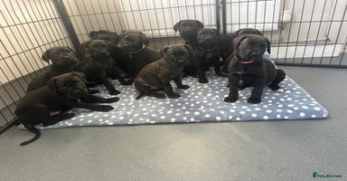 Cane Corso dogs - Advert 4