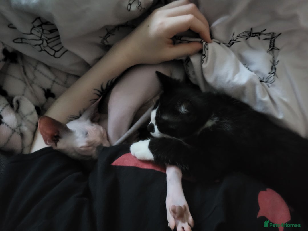 Mixed Breed cats for sale: 2 Male Kittens (Sphynx and Tuxedo) - Advert 7