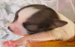 Chihuahua dogs for sale: 2 chihuahua boys left  - Image 23