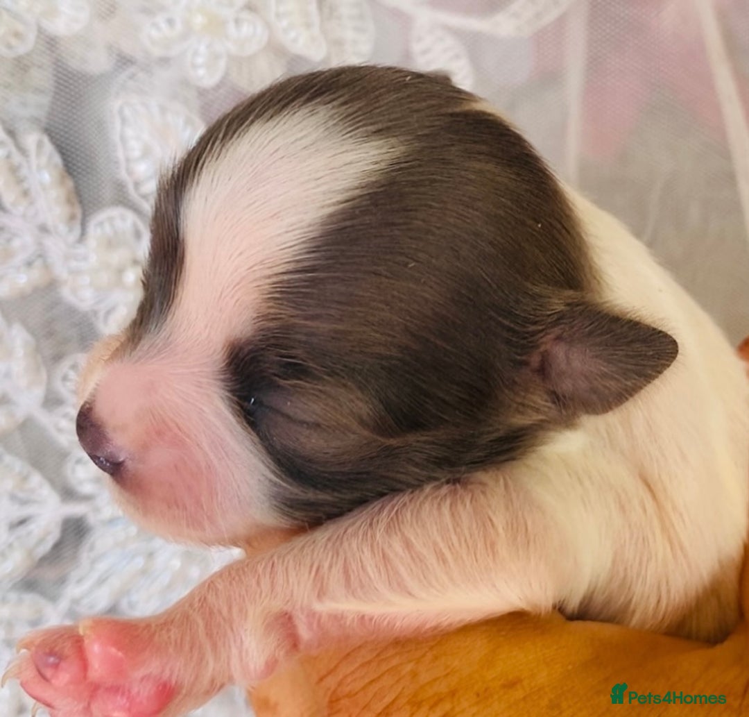 Chihuahua dogs for sale: 2 chihuahua boys left  - Image 23