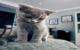 British Shorthair cats for sale: Beautiful British shorthair boy 🩵 - Image 3