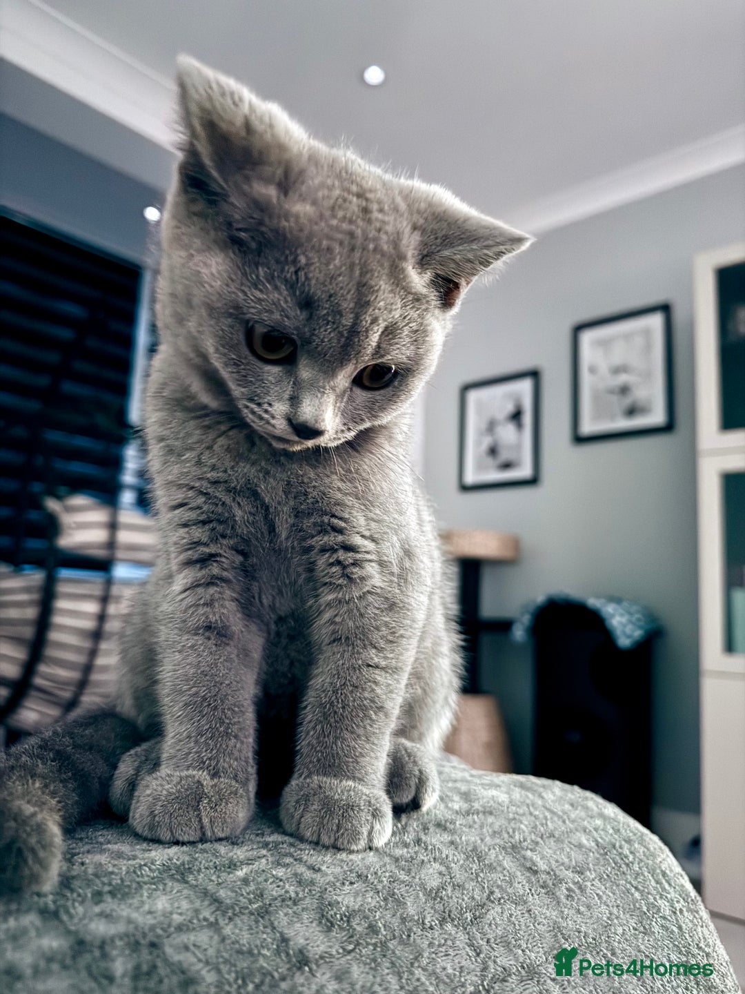 British Shorthair cats for sale: Beautiful British shorthair boy 🩵 - Image 3
