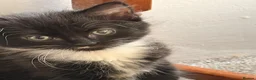 Domestic Shorthair cats for sale: 4 adorable little black & white girls - Advert 5