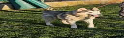 Mixed Breed dogs for adoption: 😍 how beautiful is Quimera 🐶🐾 - Advert 1