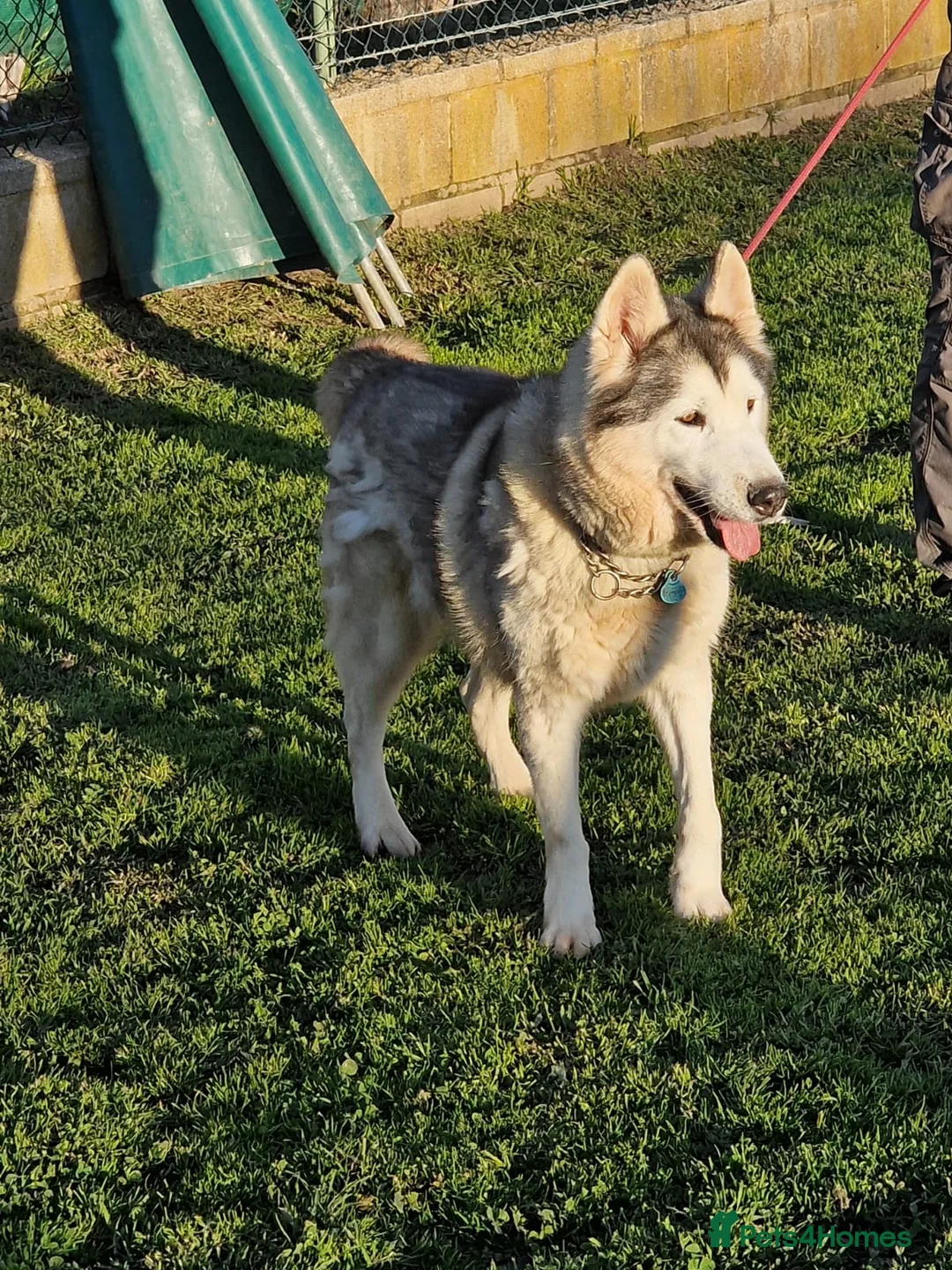 Mixed Breed dogs for adoption: 😍 how beautiful is Quimera 🐶🐾 - Advert 1