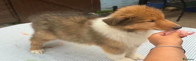 Rough Collie 2