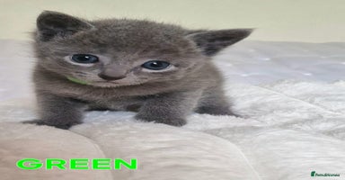 Russian Blue cats - Advert 2
