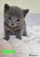 Russian Blue cats - Advert 1